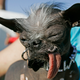 Illustration for article titled 10 Years Of The Worlds Ugliest Dogs